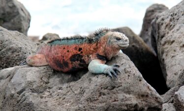 Ultimate Galapagos Islands Adventure (10 Days)