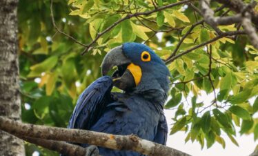 Safari in Brazil: Sao Paulo, Pantanal and Rio de Janeiro (10 Days)