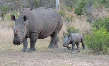 South Africa: An Elegant Adventure (12 Days)